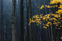Landscape_Nature0003