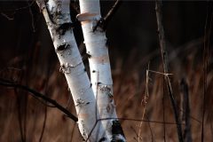 Contrast of colours. Simplicity