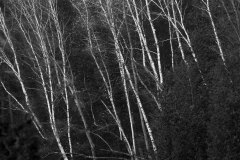 Landscape_Nature0019