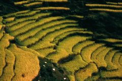 Terraced farming in Northern China