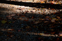 Landscape_Nature0032