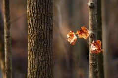 Landscape_Nature0035