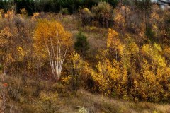 Landscape_Nature0038