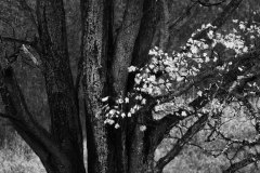 Landscape_Nature0040